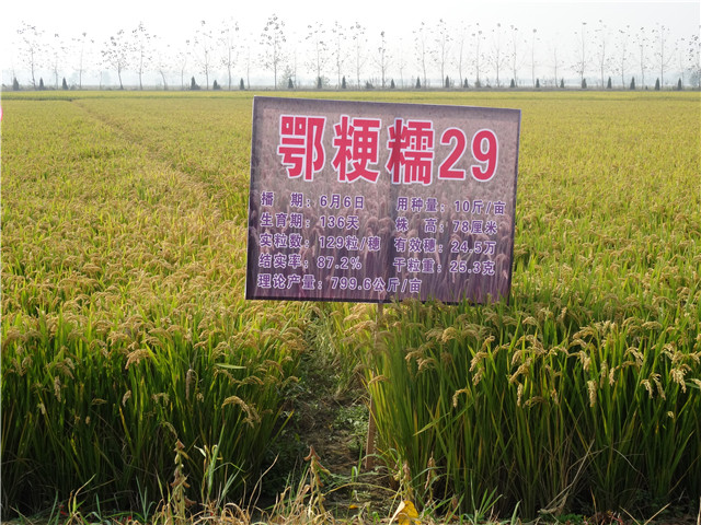 鄂粳稻91.jpg